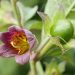 Deadly nightshade
