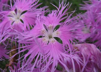 Dianthus