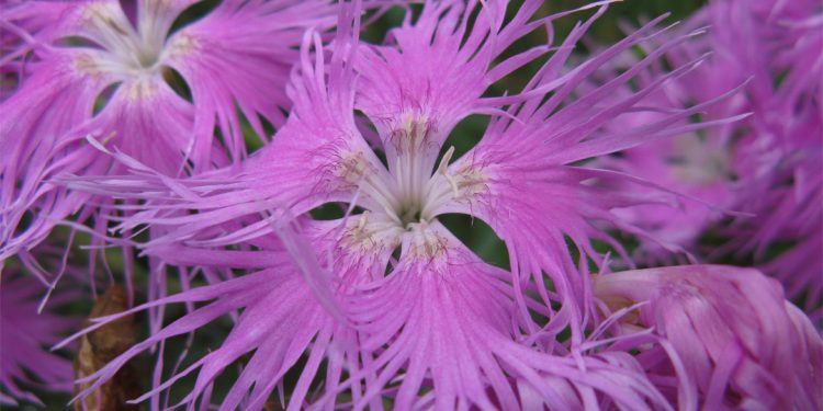Dianthus