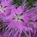 Dianthus