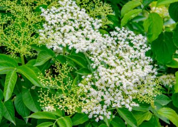 Elder