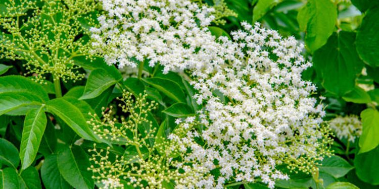 Elder