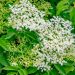 Elder
