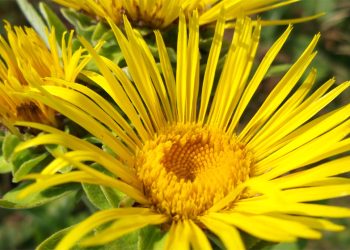 Elecampane