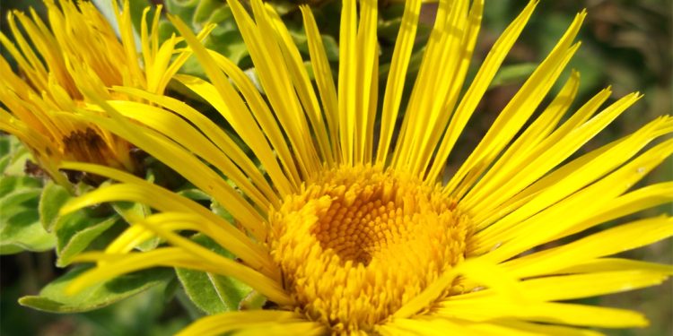Elecampane