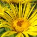 Elecampane
