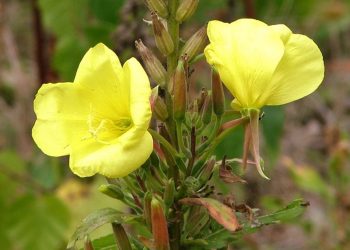Evening primrose