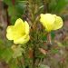 Evening primrose