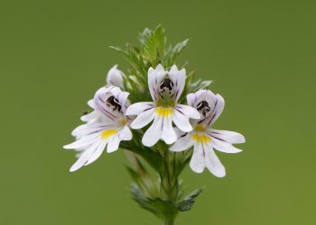 Eyebright