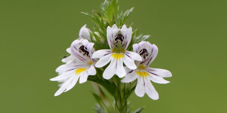 Eyebright