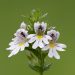 Eyebright