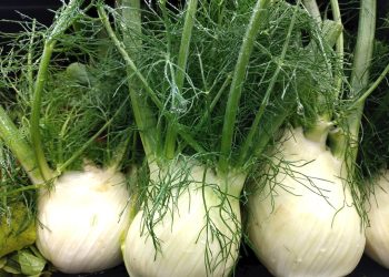 Fennel