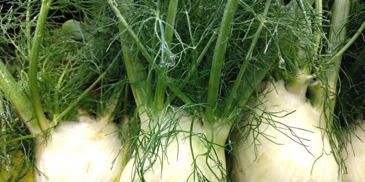 Fennel