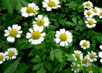 Feverfew