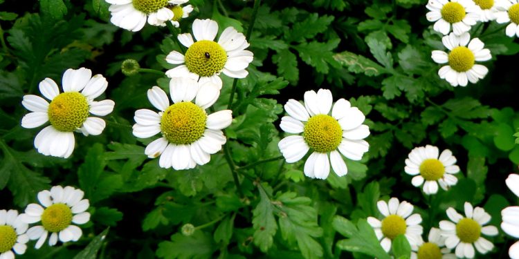 Feverfew