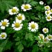 Feverfew