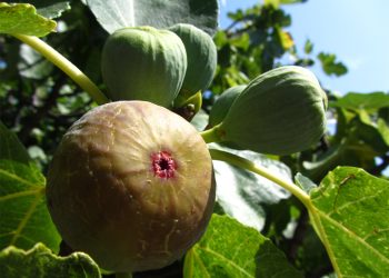 Fig