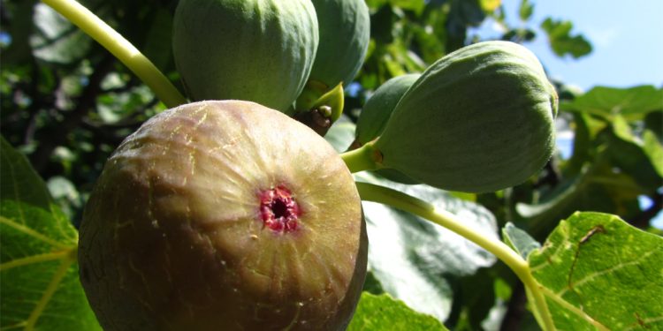 Fig