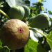 Fig