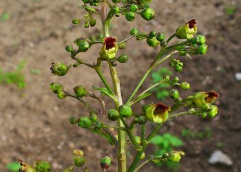 Figwort