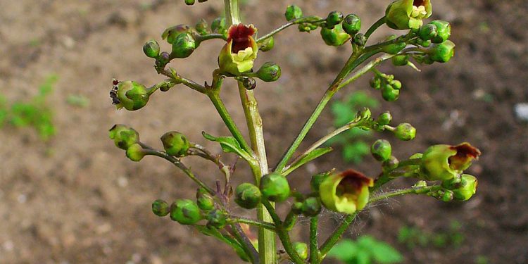 Figwort