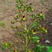 Figwort