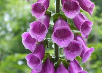 Foxglove