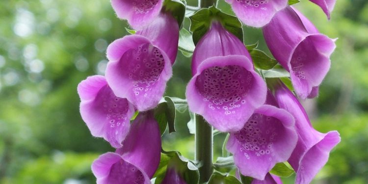 Foxglove