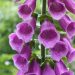 Foxglove