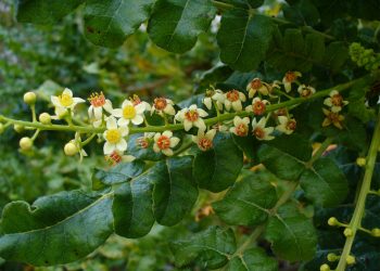 Frankincense