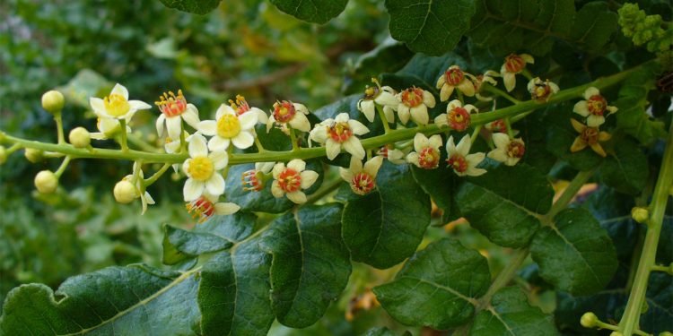 Frankincense