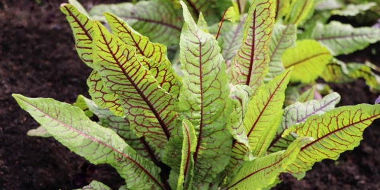 French sorrel