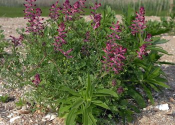 Fumitory
