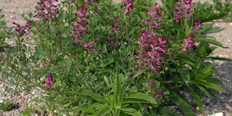 Fumitory