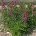 Fumitory