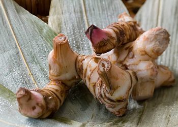 Galangal