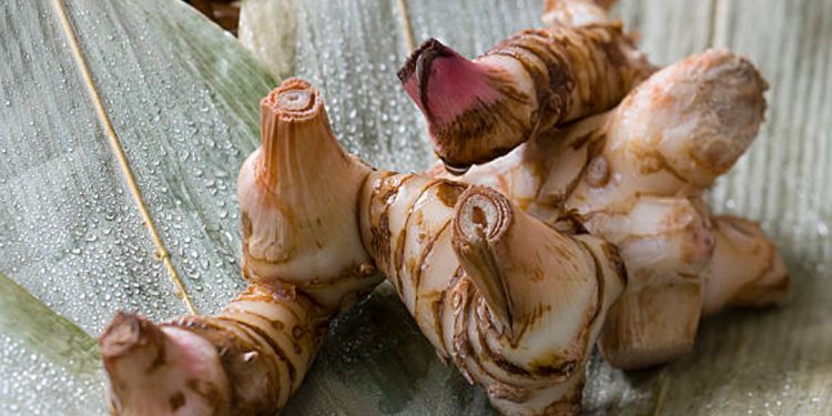 Galangal