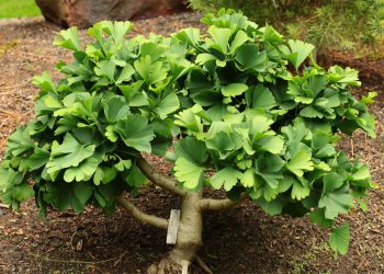 Ginkgo