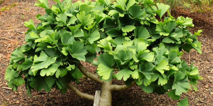 Ginkgo