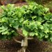 Ginkgo