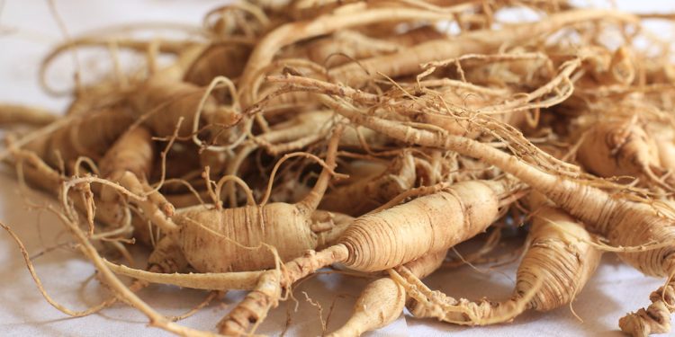 Ginseng