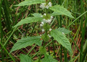 Gipsyweed