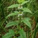 Gipsyweed