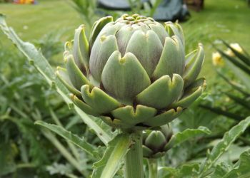 Globe artichoke