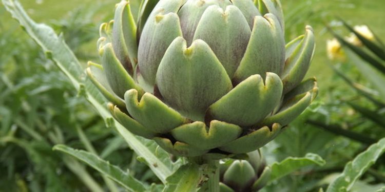 Globe artichoke