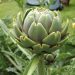 Globe artichoke