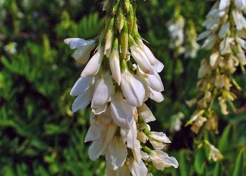 Goat’s rue