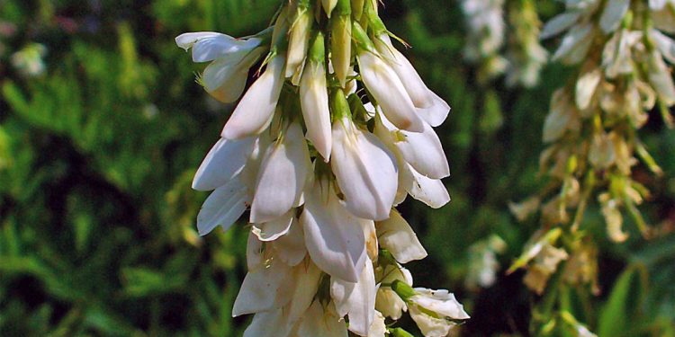 Goat’s rue