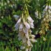 Goat’s rue
