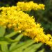 Golden rod